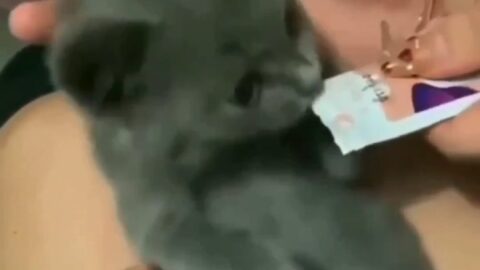 Funny Funny Video Status Dawonload