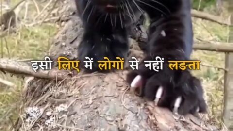 Motivational Shayari Video Status