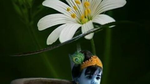 Shree Krishna Janmashtami Status Video